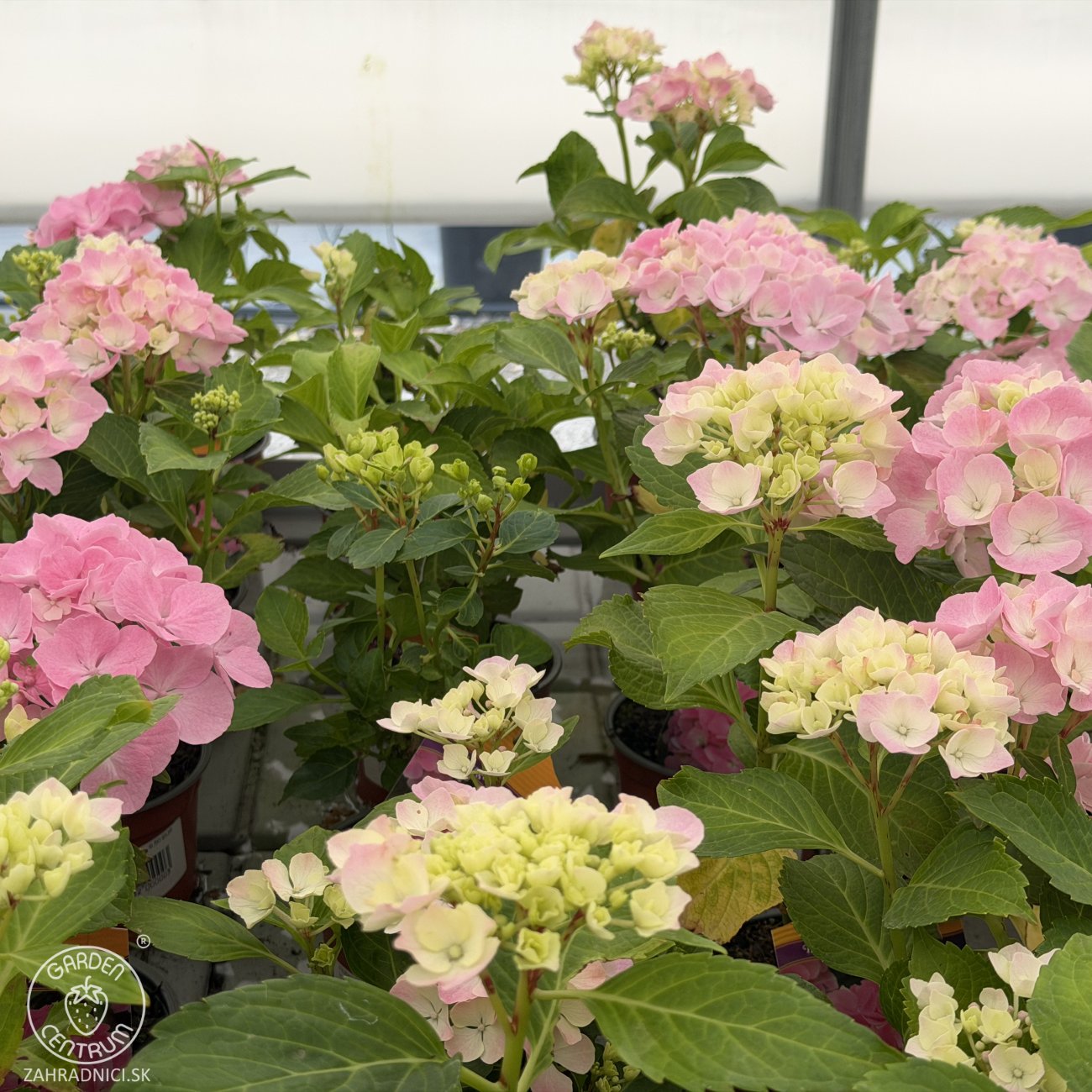 Obrázok Hortenzia kalinolistá (Hydrangea macrophylla) ‘PINK SENSATION’ - výška 10-15 cm, kont. C2L 